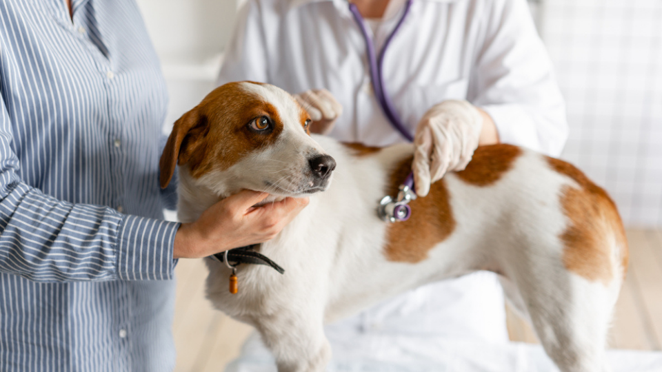 Dog Heartworm Disease